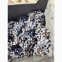 Продам Винопродукт из винограда сорта Каберне