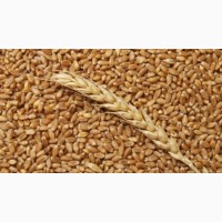 Закуповуємо пшеницю. Великі об#039;єми. від 22 т