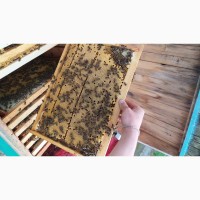 Бджолопакети КАРПАТСЬКОЇ породи з власної пасіки 2023