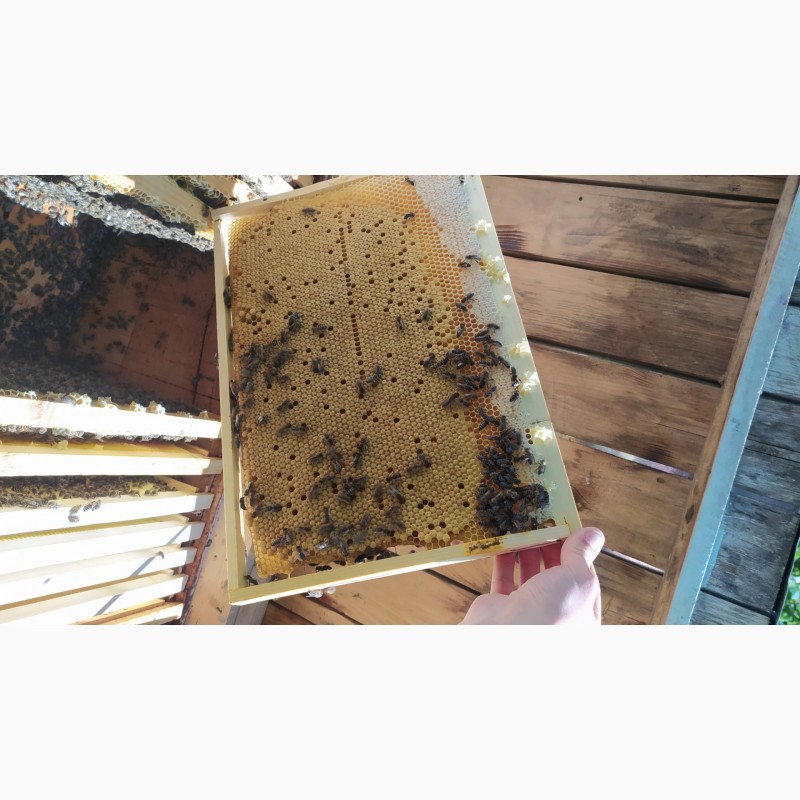 Фото 5. Бджолопакети КАРПАТСЬКОЇ породи з власної пасіки 2023