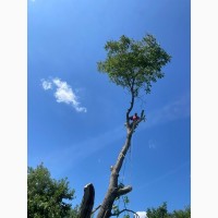 Спил дерев у Києві за вигідною ціною