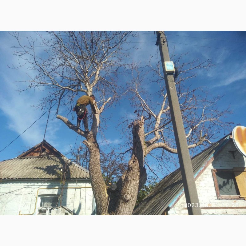 Фото 3. Спил дерев у Києві за вигідною ціною