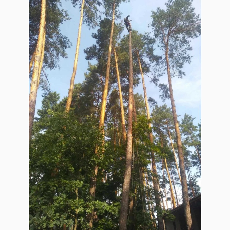 Фото 5. Спил дерев у Києві за вигідною ціною