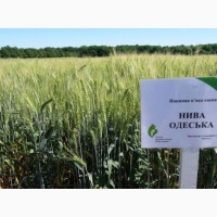 Семена озимой пшеницы Нива Одесская, урожайность 79-102 ц/га
