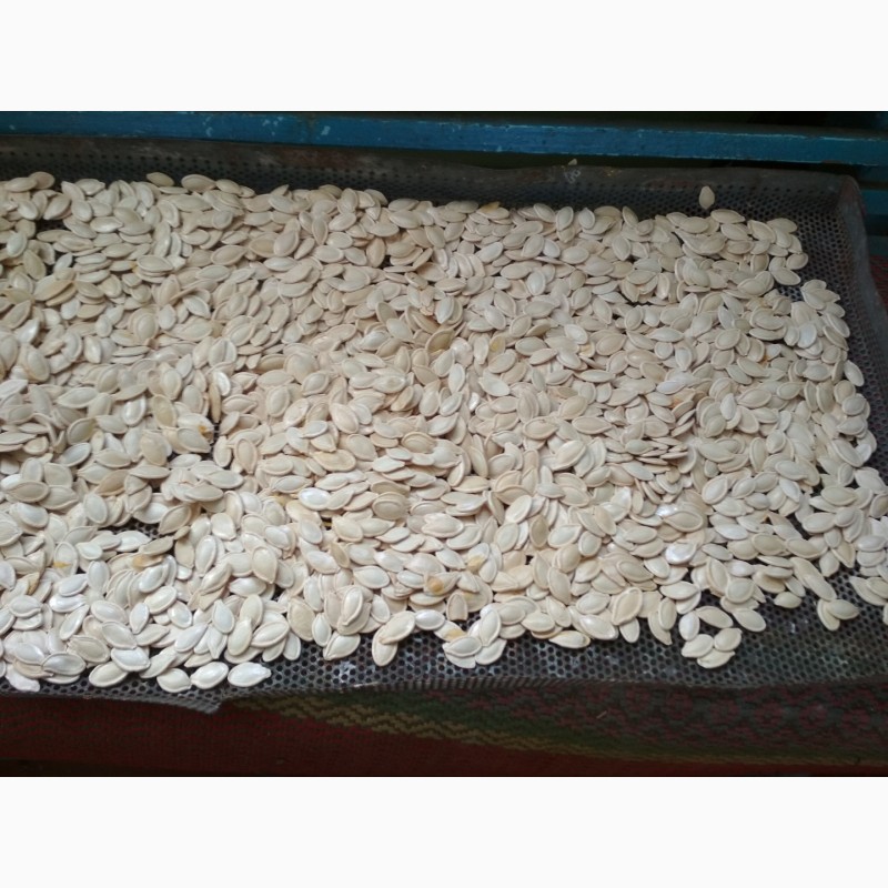 Фото 3. Продам семена тывкы, сорт Український Багатоплідний