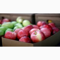 Куплю яблоки у населения и заготовителей