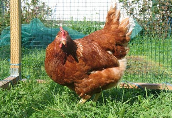 Фото 3. Суточные цыплята породы Редбро