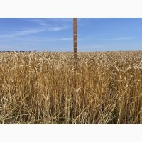 Насіння пшениці ярої, м#039;якої Барвиста, супер еліта