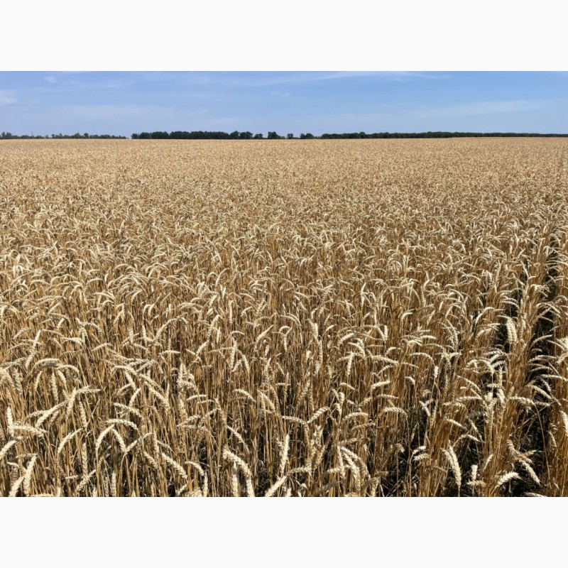 Фото 3. Насіння пшениці ярої, м#039;якої Барвиста, супер еліта