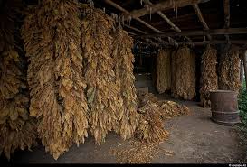 Фото 7. Ферментирований качественный табак развесной-Берил Вирджиния Махорка!звоните
