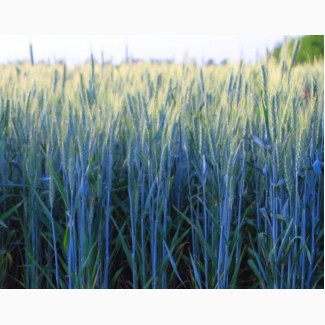 Продам насіння озимої пшениці - Сталева