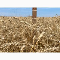 Насіння пшениці ярої МІП Візерунок, еліта