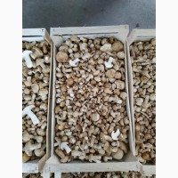 Куплю гриб Рядовка травнева (Калоцибе травнева, Tricholoma georgii) по всій Україні