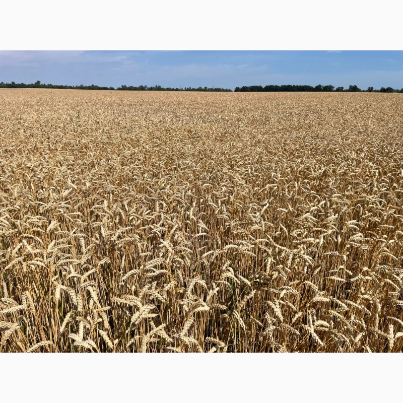 Фото 4. Насіння пшениці ярої Дубравка, супер еліта