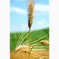 Куплю пшеницу не база