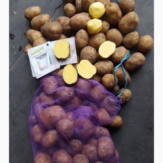Продам картофель собственного производства