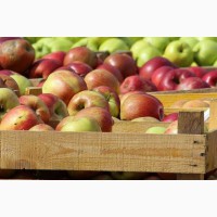 Куплю яблука у населення і заготівельників