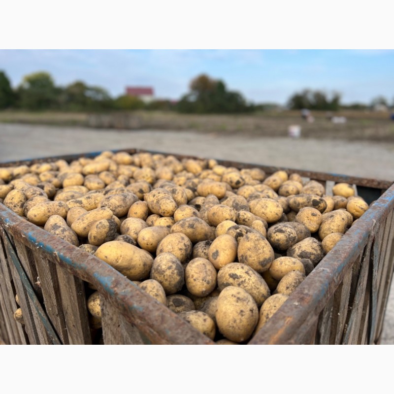 Фото 11. Продам картоплю королева Анна посадкову та товарну
