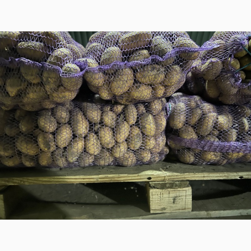 Фото 2. Продам картоплю королева Анна посадкову та товарну