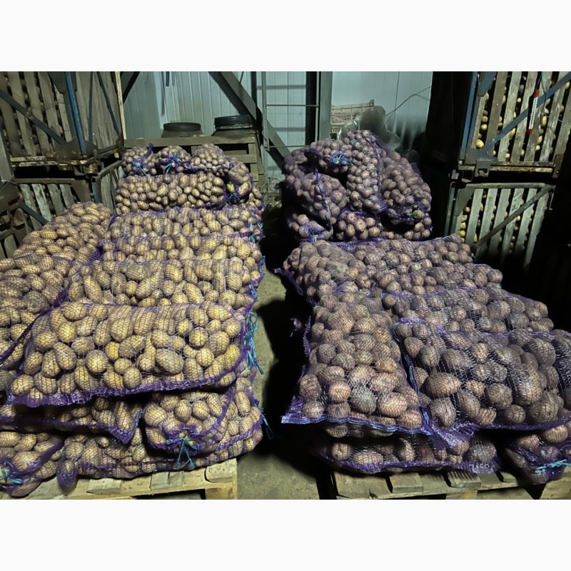 Фото 8. Продам картоплю королева Анна посадкову та товарну
