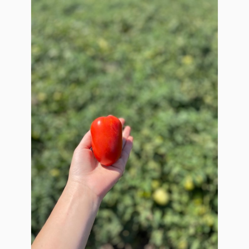 Фото 3. Продаються помідори оптом (2023)