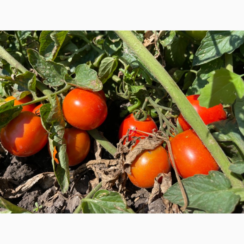 Фото 4. Продаються помідори оптом (2023)