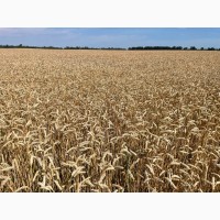 Насіння пшениці ярої Дубравка, еліта