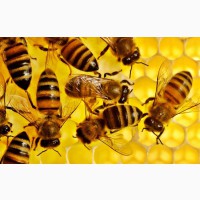 Продам бджолосім#039;ї Української степової породи