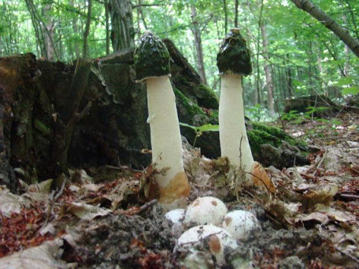 Фото 4. Березовый гриб чага, гриб веселка, сосновые шишки от инсульта