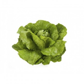 Продам салат ВЕРОДІТА, лінійки Ромен, чудовий смак, зелень