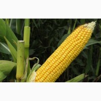 Продам кукурузы от компании экспортера с 10 000 тонн