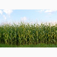 Продам кукурузы от компании экспортера с 10 000 тонн