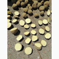 СРОЧНО продам картофель товарный сорт Бела роза и другие сорта от поставщика