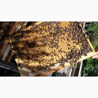 Продам бджолопакети, пчелопакеты