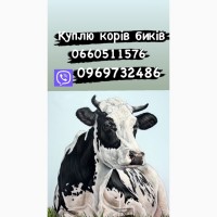 Закупка скота Биків та корови різних порід