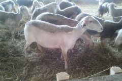 Фото 2. Продам племіниих овець французької молочної породи ЛАКОН (lacaune)