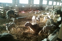 Фото 3. Продам племіниих овець французької молочної породи ЛАКОН (lacaune)