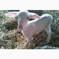 Продам племіниих овець французької молочної породи ЛАКОН (lacaune)