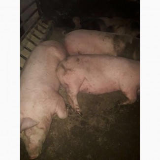 Продам свиней живым весом (15 голов)