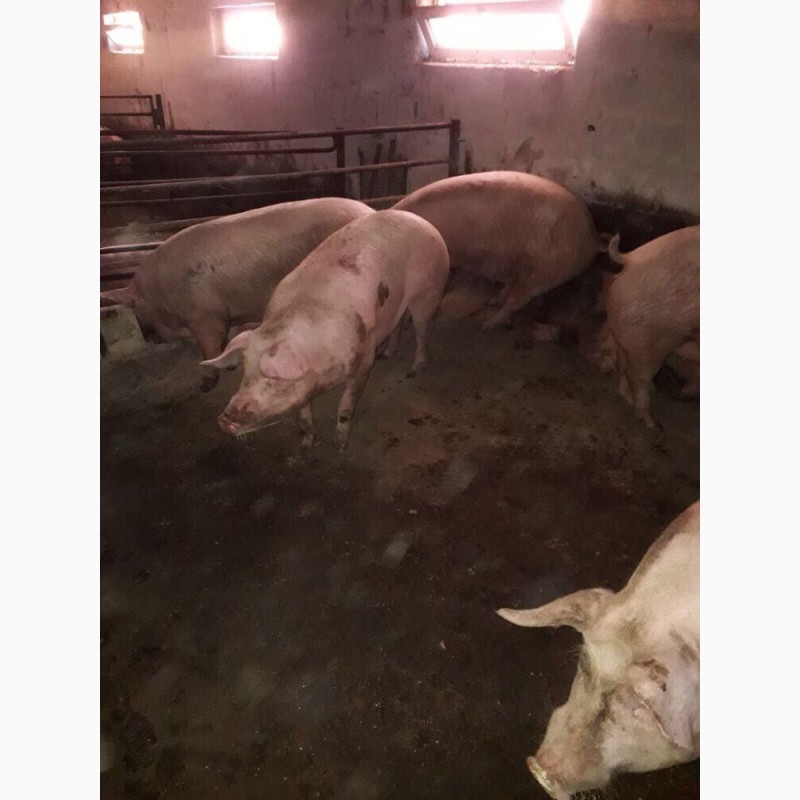 Фото 2. Продам свиней живым весом (15 голов)