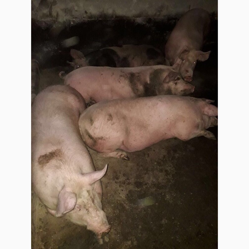 Фото 3. Продам свиней живым весом (15 голов)