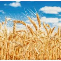 Озимая пшеница Металлист, Металіст семена ООО “ЛИСТ”
