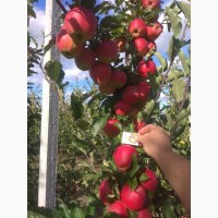 Продам гарні яблука з саду