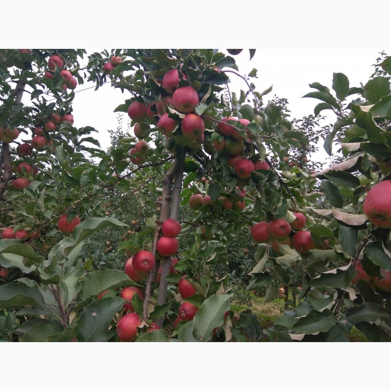 Фото 5. Продам гарні яблука з саду