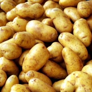 Продаем семенную картофель сорта Мелоди фракции 35-55 5гр