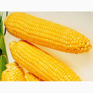 Закупаем кукурузу в Украине