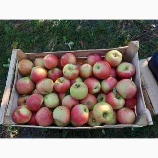 Продам яблоки разных сортов
