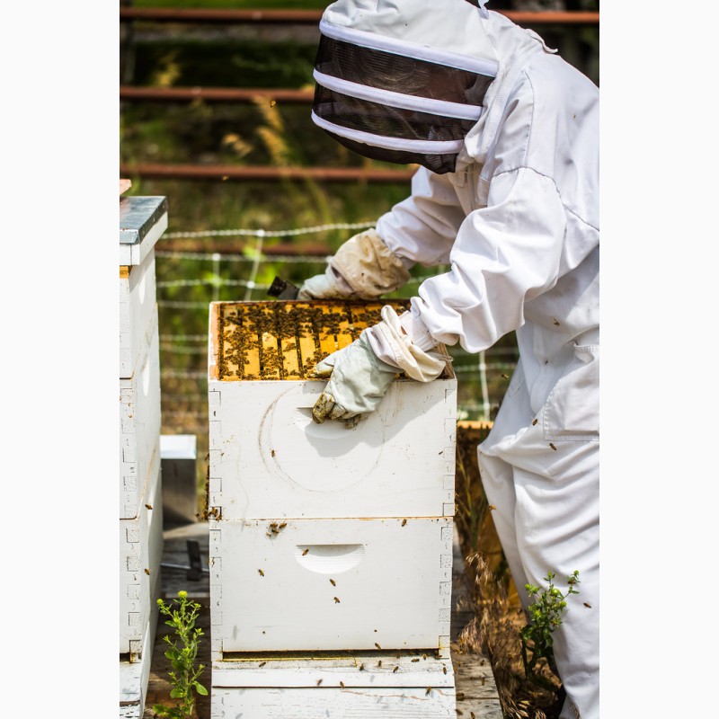 Фото 2. Продам бджолопакети: Карпатка 2020р. Закарпатська обл. рамка: Дадан