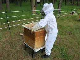 Фото 3. Продам бджолопакети: Карпатка 2020р. Закарпатська обл. рамка: Дадан