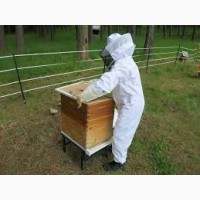 Продам бджолопакети: Карпатка 2020р. Закарпатська обл. рамка: Дадан